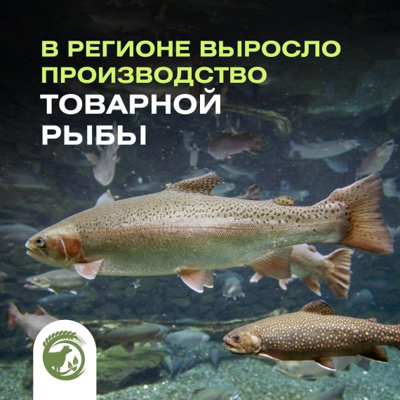 В прошлом году в Ульяновской области выросло производство товарной рыбы. В прошлом году в Ульяновской области выросло производство товарной рыбы.