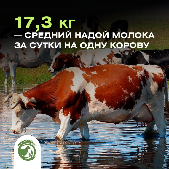 В области средний надой молока на одну корову составил 17,3 кг. В области средний надой молока на одну корову составил 17,3 кг.
